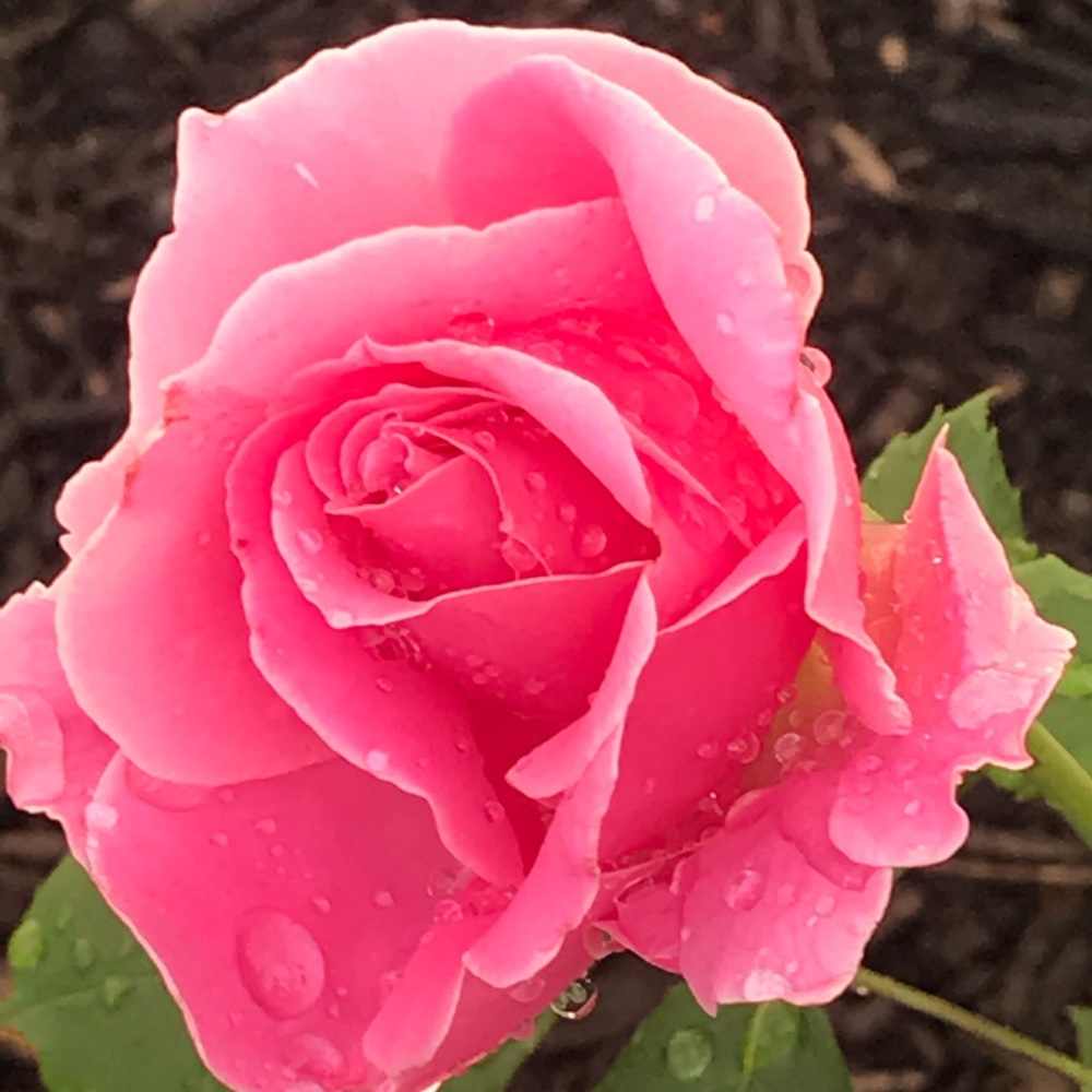 Meet your Posher, Krys